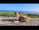 【癒し】散歩中に日陰の三毛猫をナデナデ→大喜びで隣に座ってきたwww【もふもふ】