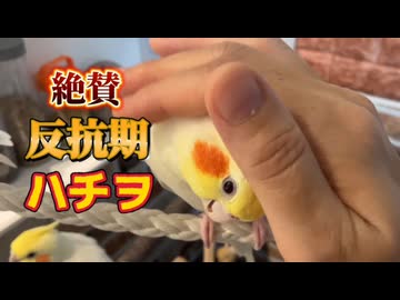 魔の廊下から脱出せよ！オカメインコ密着24時w