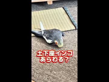 土下座インコ現る？謝罪の真相が深すぎる件。