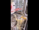 【朝配信切り抜き動画】「動物としてどうなの…」ヘソ天のままフィッシュスティックを強奪するフクロモモンガの夫婦喧嘩 #おつモモンガ  #shorts