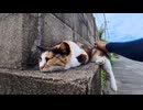 【癒し】塀の上の三毛猫を撫でたらゴロゴロ喜んだwww【もふもふ注意】