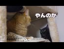 ニオイを嗅ぐ時に文字どおり鼻をヒクヒクさせる猫