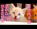 よちよち子猫姉弟、運命の検査結果…！