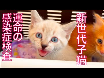よちよち子猫姉弟、運命の検査結果…！