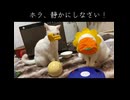 珍妙猫コンビの猫おもちゃコント