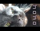 猫のゴロゴロ音だけでも聴いていってくださいな