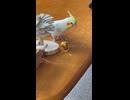 鈴を鳴らして遊んでみるピーすけちゃん□️