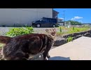 【感動】漁港の猫を撫でたら行きつけの干物屋に連れて行かれた件【もふもふ】