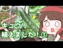 キュウリ植えました（事後報告）③