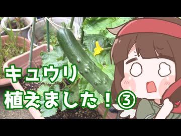 キュウリ植えました（事後報告）③