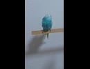 後ろを向いて眠るインコ　2026 7 26