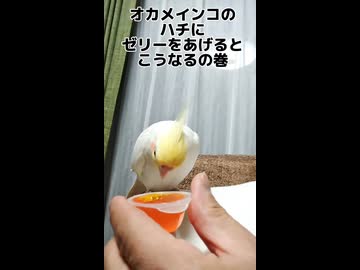 ゼリー狂のインコ、食べた直後の行動が狂気的すぎたwww