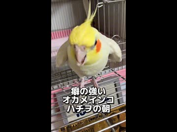 朝からご機嫌ナナメ！？絶対に帰りたくない激おこオカメインコの朝のバトル勃発！