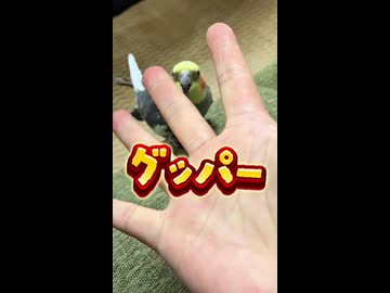 【緊急速報】オカメインコ、呼んでもないのに秒で飛んできた理由がヤバすぎたwww