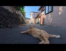 猫島の裏通りの日陰には猫が沢山落ちています