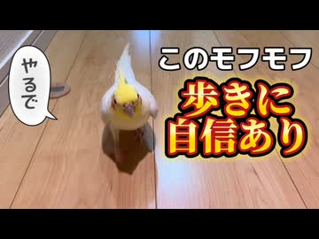 【衝撃】秒速で飛び出るモフモフの生態にネット民が震えた件www
