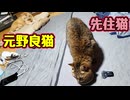 ちゅ〜るの時間ですが…【元野良猫】