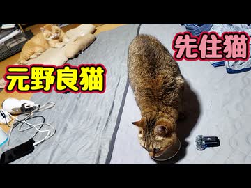 ちゅ〜るの時間ですが…【元野良猫】