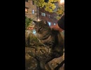 夜の公園で見かけた猫