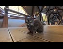 【台湾 猫村】朝の静かな駅、観光客が来る前に陸橋へ集まる猫たち