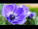 アネモネ／チネンユーダイ feat.音街ウナ