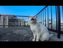 夕方のフェリー乗り場で頭にλ模様の猫が「撫でろー！」と甘えてきた