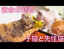 新世代子猫、先住猫と宿命の対面のとき