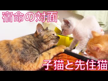 新世代子猫、先住猫と宿命の対面のとき