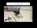 子猫兄妹のスカし芸