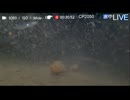 #001 2023/8/4【水中実況#773】表層はアジ祭りだぁ　ポイントA　水温25℃【金曜定期便】