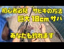 【初心者にサビキ釣りを教える方法】福井県 敦賀新港で初心者にサビキ釣りを教えます！あなたも釣れるようになります！