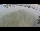 【水中撮影】福井県敦賀、鞠山海水浴場で水中撮影したら魚がたくさんいました！海水浴！