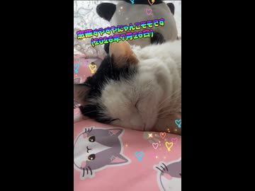 窓際すやすやにゃんこモモです(2026年7月26日)