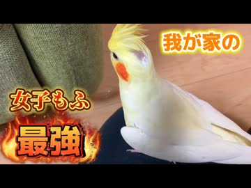 のんたまが頑固すぎて飼い主の指が足りない件についてw