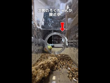 【密着24時】オカメの密室にカメラ潜入したら、まさかの展開が起きたw