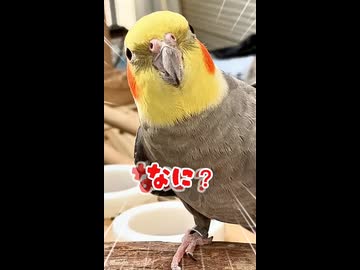 【密着24時】用もないのに何度も名前を呼ばれるオカメインコの末路w