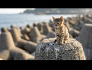 【猫島】防波堤のテトラポットで遊ぶ子猫達が可愛すぎてやばい件ｗｗｗ
