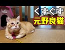 【元野良猫】はじめての ぐずぐず？