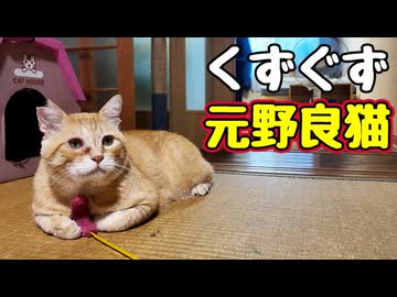 【元野良猫】はじめての ぐずぐず？