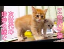 Z世代子猫、先住猫の魂と対面する