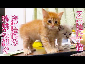 Z世代子猫、先住猫の魂と対面する