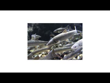 【花隈千冬】川の道【オリジナル】