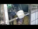 【リアダビ切り抜き】親子桶狭間の戦い！まりしゅしゅ前半【シュシュブリーズ2026】