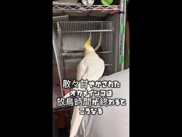 閉門拒否！散々甘やかされたオカメインコの末路ｗｗｗ