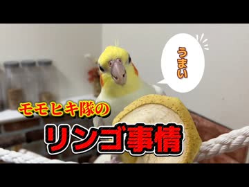 【実録】りんごチップス欲しさに狂乱するオカメインコ密着24時□狂気のストーカー爆誕ｗｗｗ