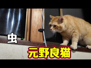 狙いは虫？ それとも…【元野良猫】