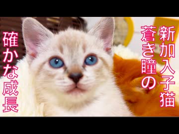 新加入子猫姉弟、三日目の確かな成長