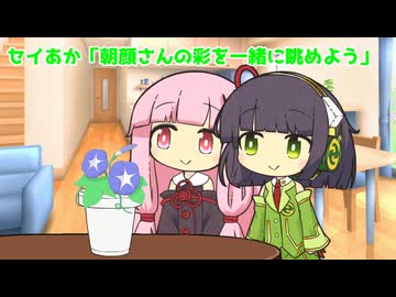 セイあか「朝顔さんの彩を一緒に眺めよう」