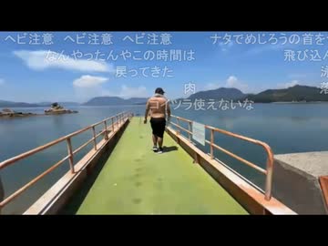 だるまくん＆めじろう「コブダイだ」