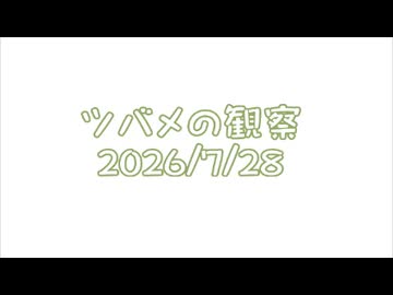 つばめの観察2026No034